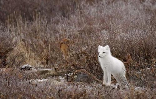 跳白狐的女孩爆料视频,爆料视频背后的惊人真相 第3张 跳白狐的女孩爆料视频,爆料视频背后的惊人真相 第3张